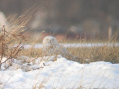 Snowy Owl