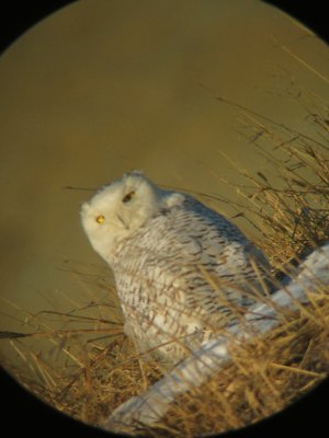 Lop-sided Snowy