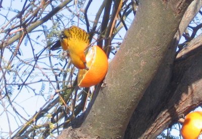 Streak-backed Oriole