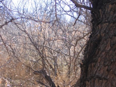 Where's the Gnatcatcher?