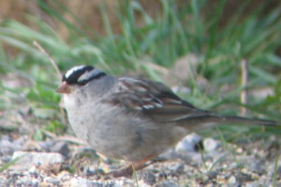 White-crowned Sparrow, eastern spp- leucophrys