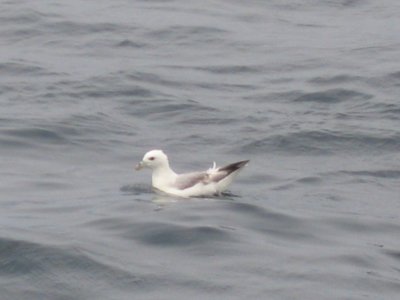 Northern Fulmar