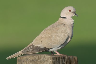 Collared Dove / Turkse Tortel / Streptopelia decaocto