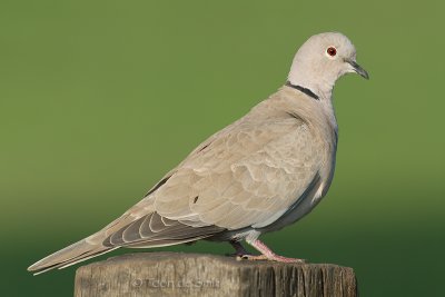 Collared Dove / Turkse Tortel