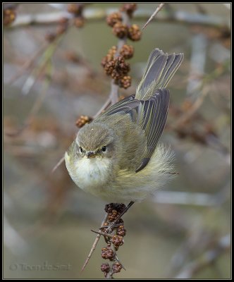 Chiffchaff / Tjiftjaf