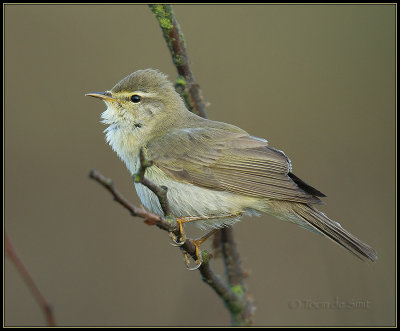 Willow Warbler / Fitis / Phylloscopus trochilus