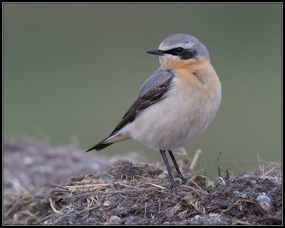 Wheatear / Tapuit