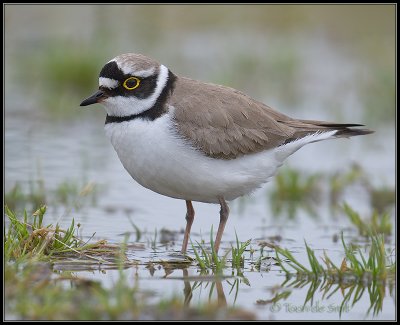 Little Ringed Plover / Kleine Plevier