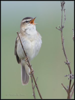 Sedge Warbler / Rietzanger