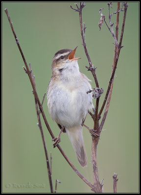 Sedge Warbler / Rietzanger