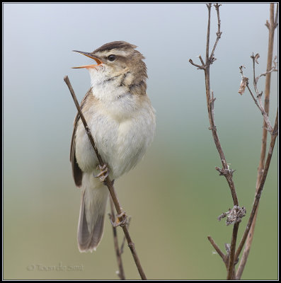 Sedge Warbler / Rietzanger