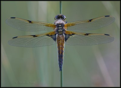 Four Spotted Chaser / Viervlek