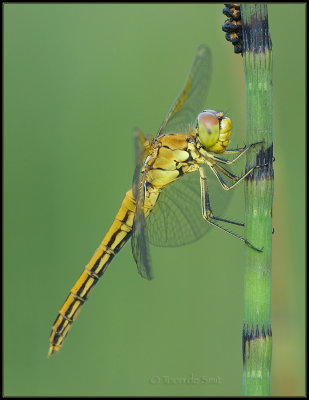 Yellow-winged Darter / Geelvlekheidelibel