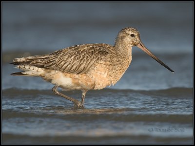 Bar-tailed Godwit / Rosse Grutto / Limosa lapponica