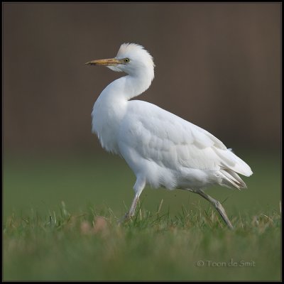 Cattle Egret / Koereiger / Bubulcus ibis