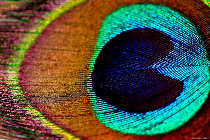 Peacock