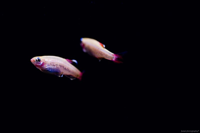 Two Fishy