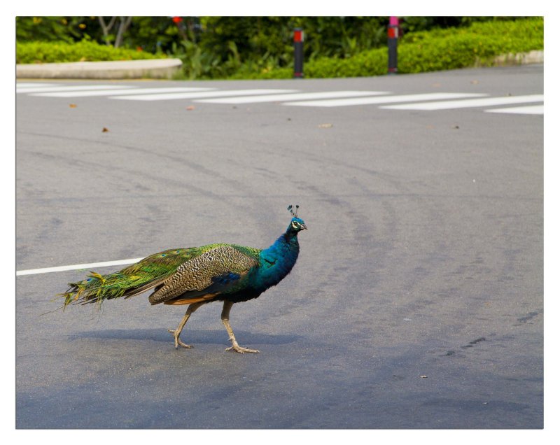 Peacock Walk