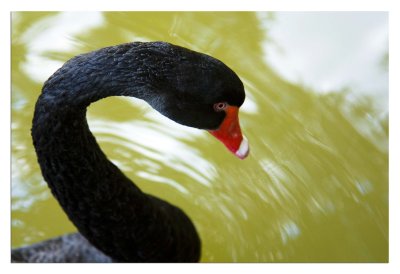 Black Swan II