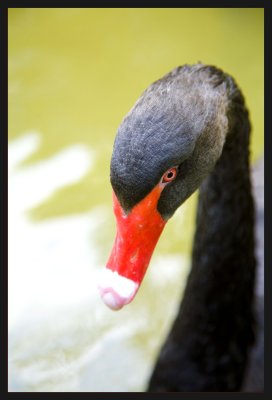 Black Swan III
