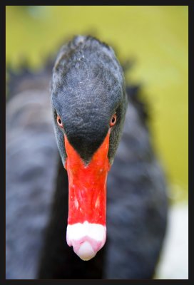 Black Swan IV