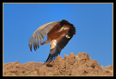 Buitres - Vultures