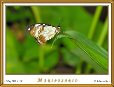 DSC_3779_mariposario1.jpg