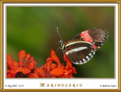 DSC_3859_mariposario1.jpg