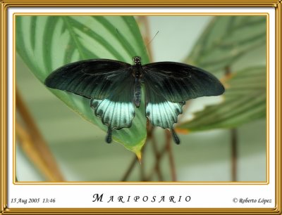 DSC_3750_mariposario1.jpg