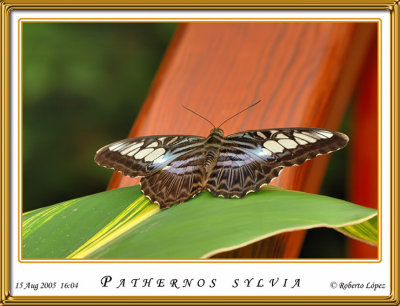 DSC_4063_mariposario1.jpg