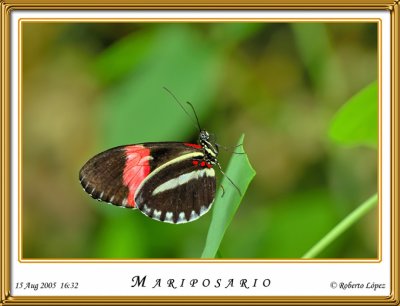 DSC_4115_mariposario1.jpg