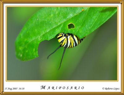 DSC_4089_mariposario1.jpg