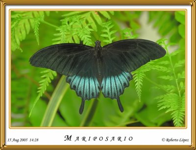 DSC_3873_mariposario1.jpg