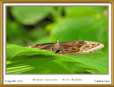 DSC_3919_mariposario1.jpg