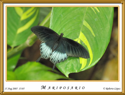 DSC_3949_mariposario1.jpg