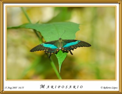 DSC_4163_mariposario1.jpg