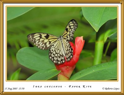 DSC_4009_mariposario1.jpg