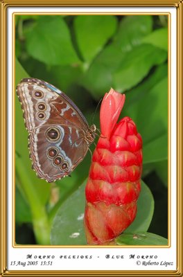 DSC_4010_mariposario1.jpg