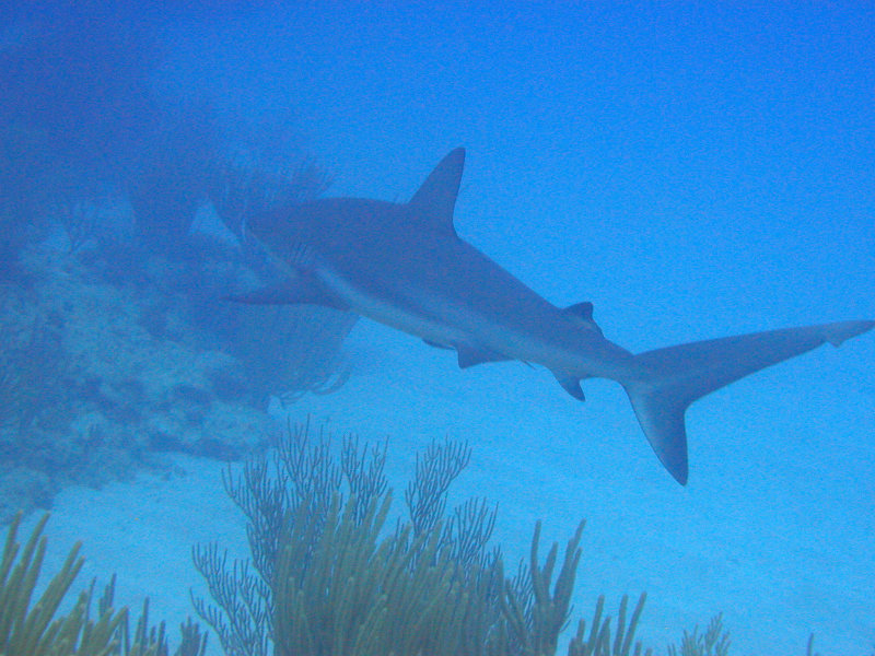 Caribbean reef shark