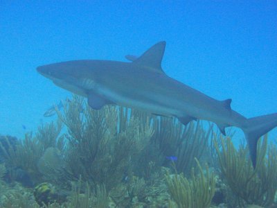 Caribbean reef shark