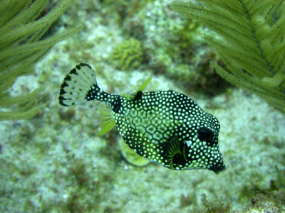 Honeycomb cowfish