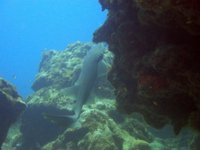 Nurse shark