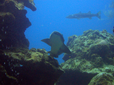 Nurse shark
