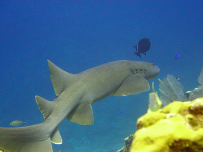 Nurse shark