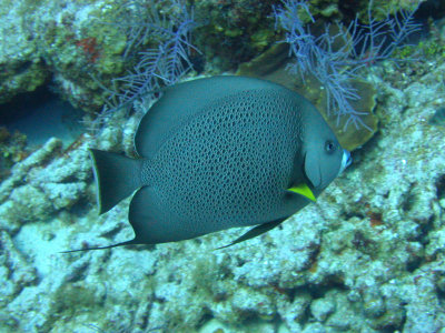 Angel fish