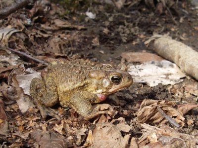 Crapaud d'Amrique, l'Ange-Gardien