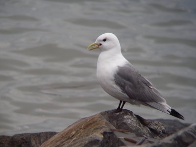 Mouette tridactyle, Rivire-Ouelle