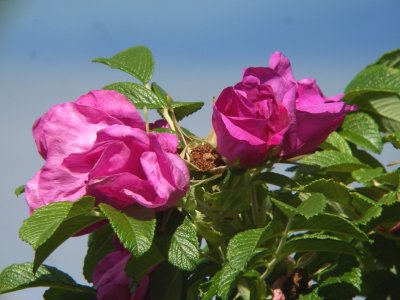 Roses, Rivière-Ouelle