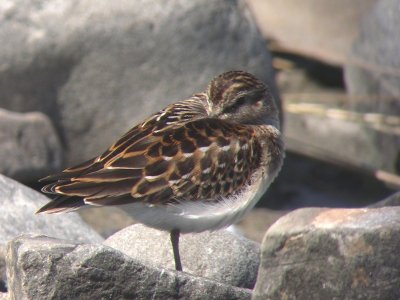 Bécasseau minuscule juvénile, La Pocatière