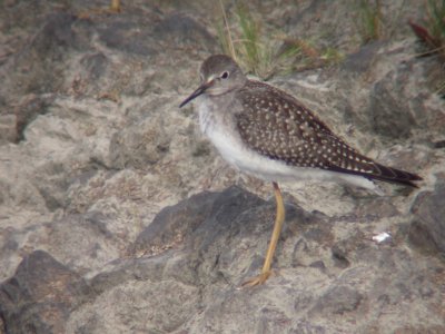 Petit Chevalier juvénile, Montmagny
